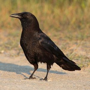 330px-Corvus-brachyrhynchos-001