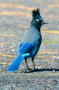 330px-Steller's_Jay_flagstaff_arizona