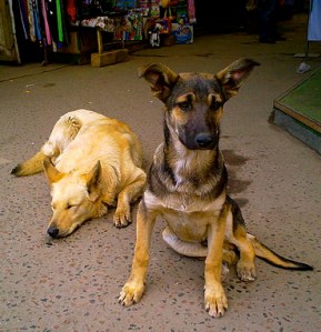 450px-Street_Dogs