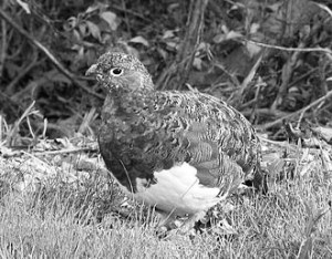 330px-Denali_National_Park_Ptarmigan