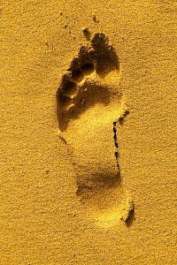 400px-Pájara_Morro_Jable_-_Playa_del_Matorral_12_ies