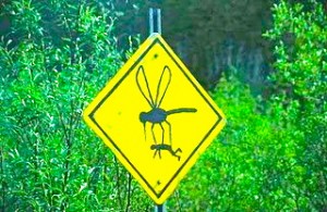 careful-mosquito-sign-dangerous